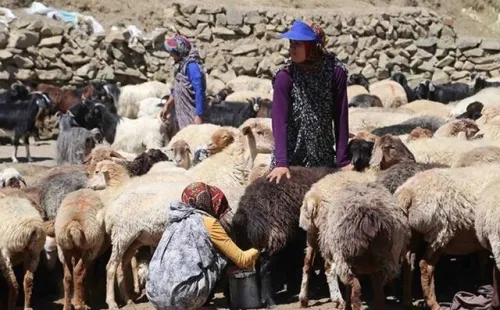 نگاهی صمیمی به زیست و فرهنگ عشایر خراسان جنوبی در یک مستند