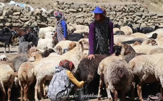 نگاهی صمیمی به زیست و فرهنگ عشایر خراسان جنوبی در یک مستند