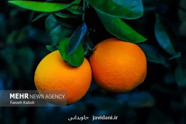 ویتامین C کلید سلامت مغز در دوران پیری