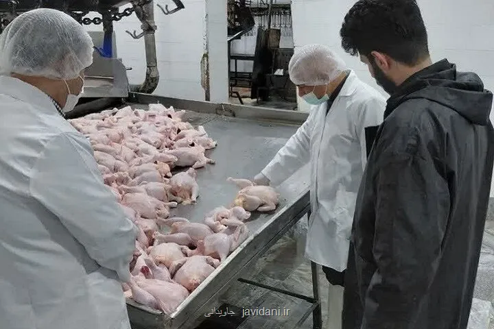 خمیر مرغ زیر ذره بین نظارت سازمان غذا و دارو